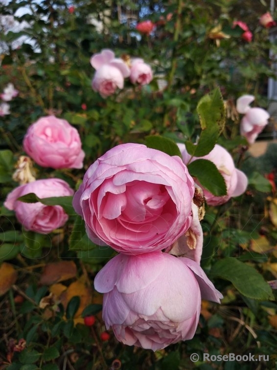 Hans Gonewein Rose 