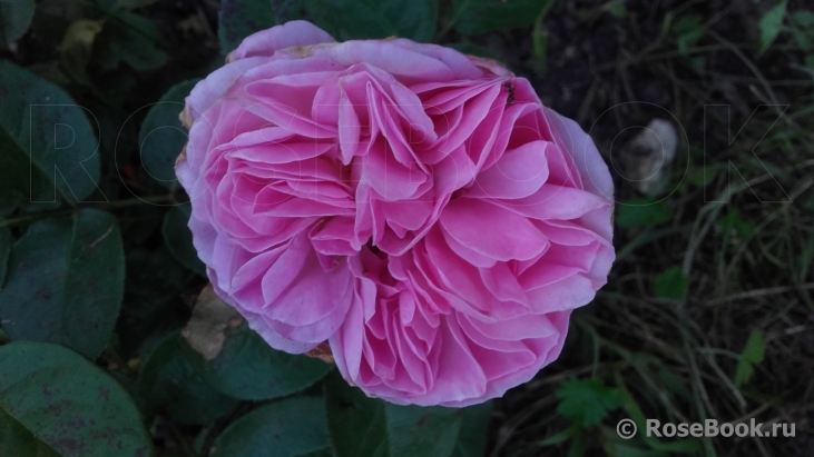 Pink Eureka ®