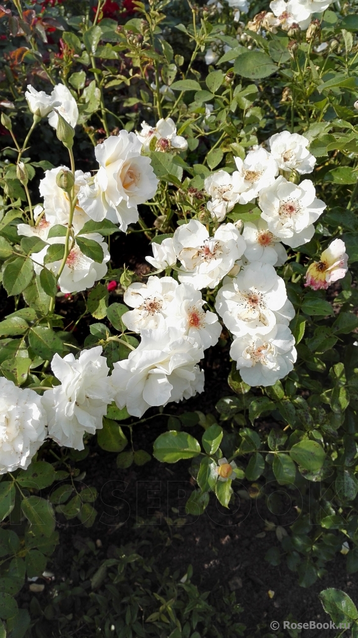 Jacqueline du Pre 