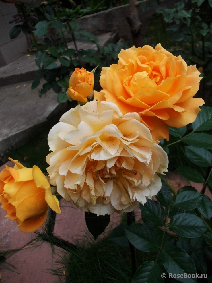 Goldelse