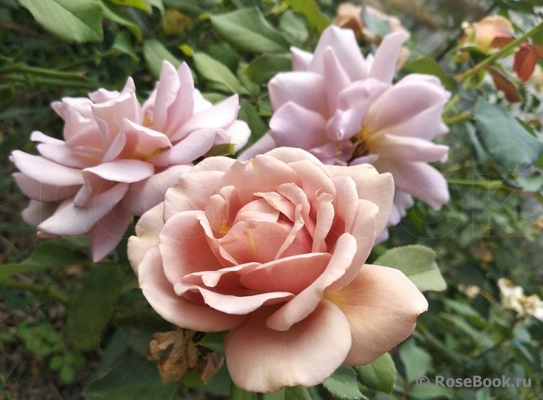 Julia's Rose