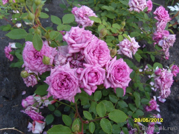 Lavender Jewel