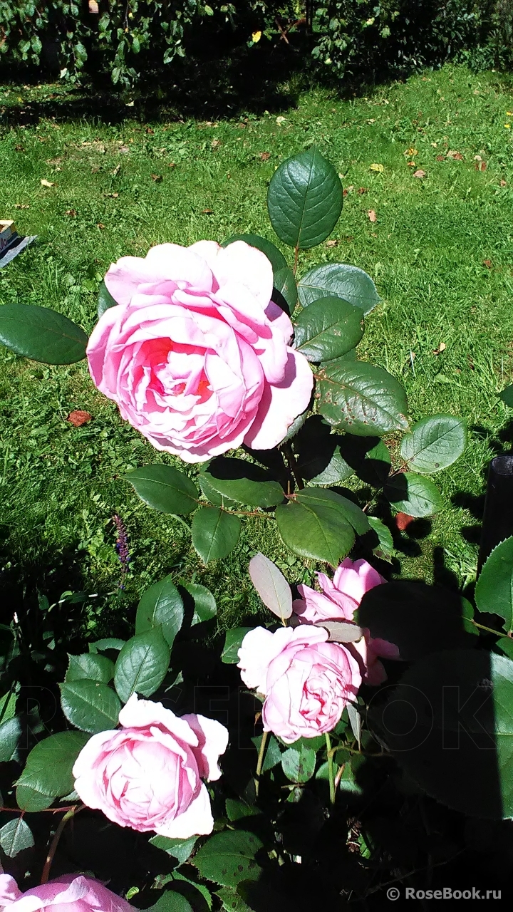 Brother Cadfael