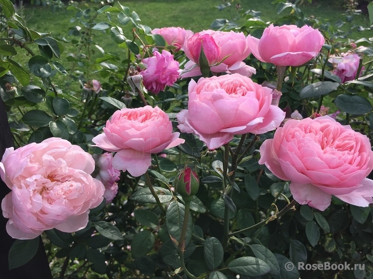 The Alnwick Rose