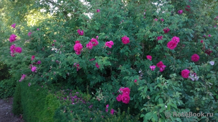 Cerise Bouquet