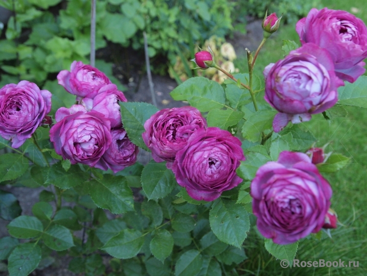 Rose Thelma