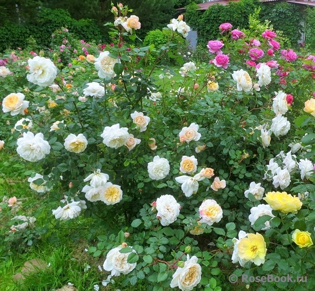Crocus Rose® 
