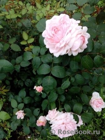 Eglantyne®