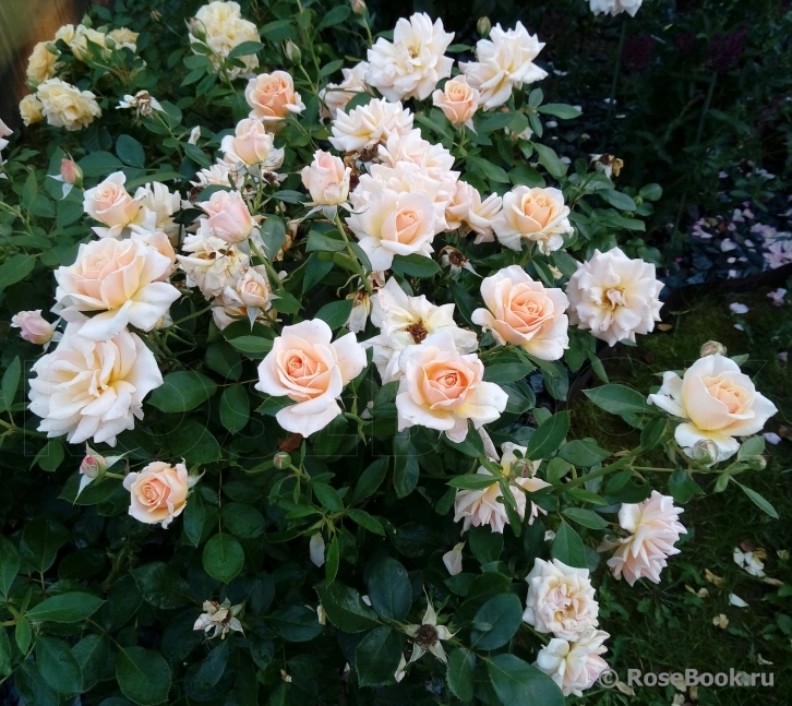 Caron Keating Rose 