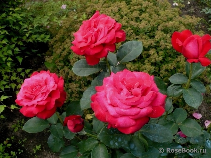 Dame de Coeur 