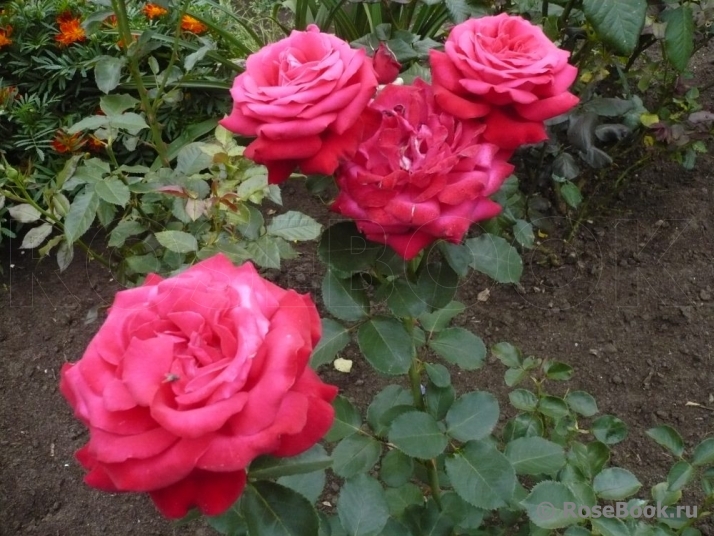 Red Star