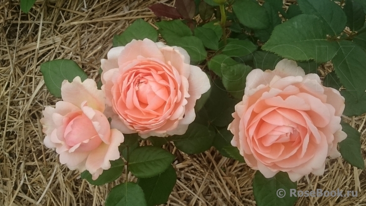 Ambridge Rose 