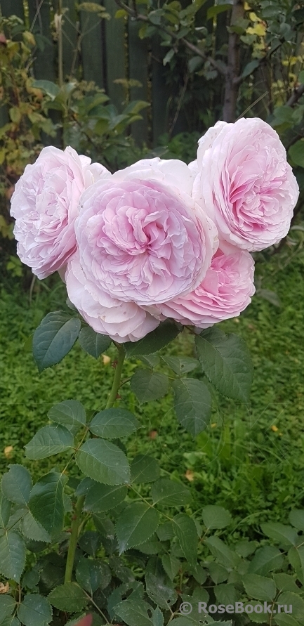 Olivia Rose Austin