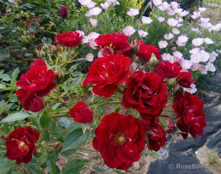Red Fairy 