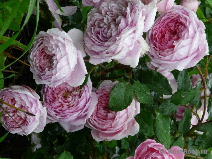 Alan Titchmarsh