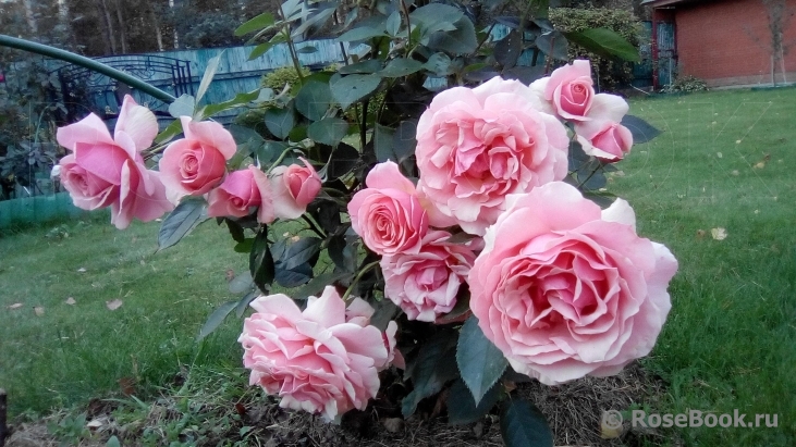 Poesie