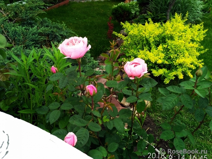 The Alnwick Rose
