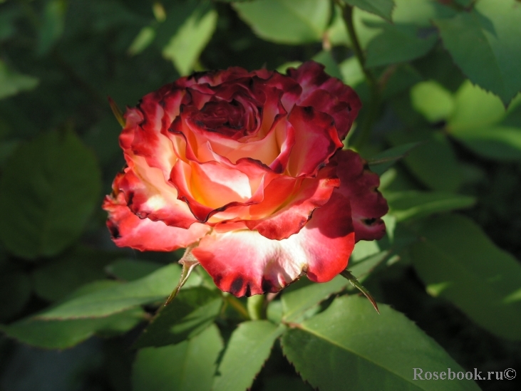 Spanish Dancer