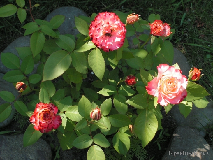 Spanish Dancer