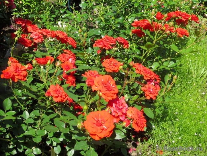 Orange Babyflor 