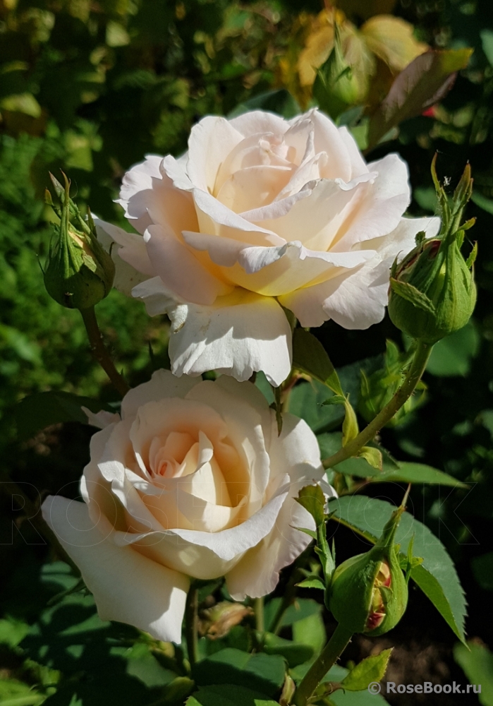 Jardins de Bagatelle 