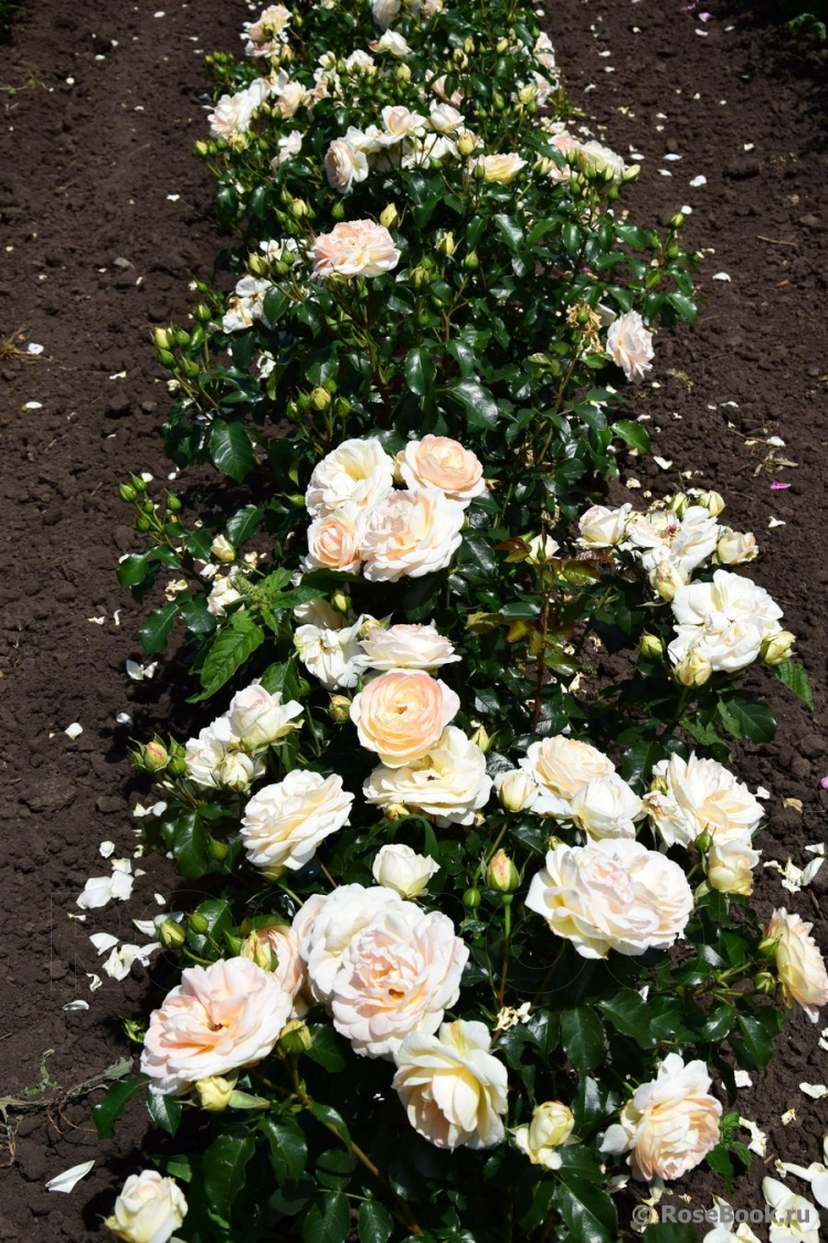 Marie Antoinette 