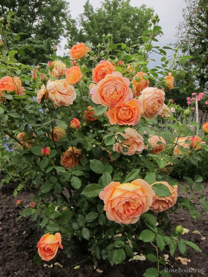 Lady of Shalott 