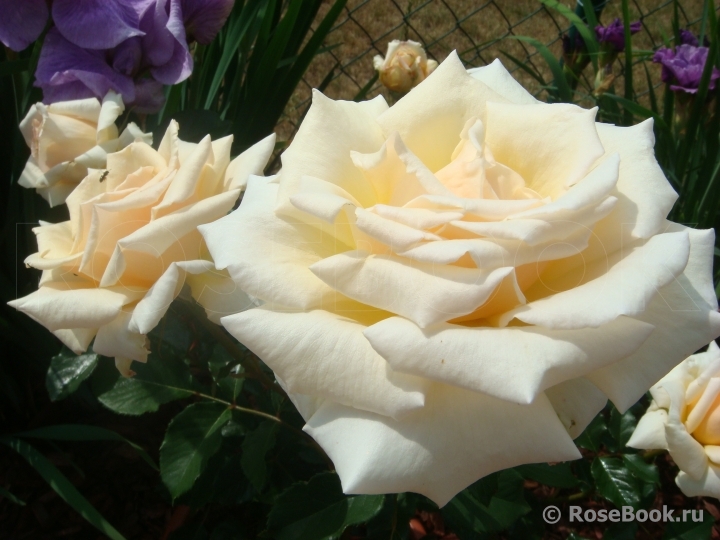 Diamond Jubilee