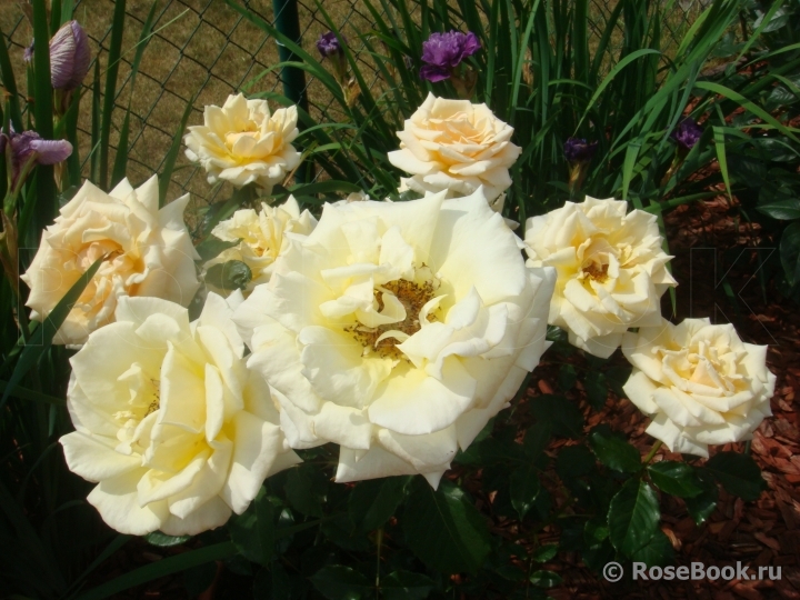 Diamond Jubilee