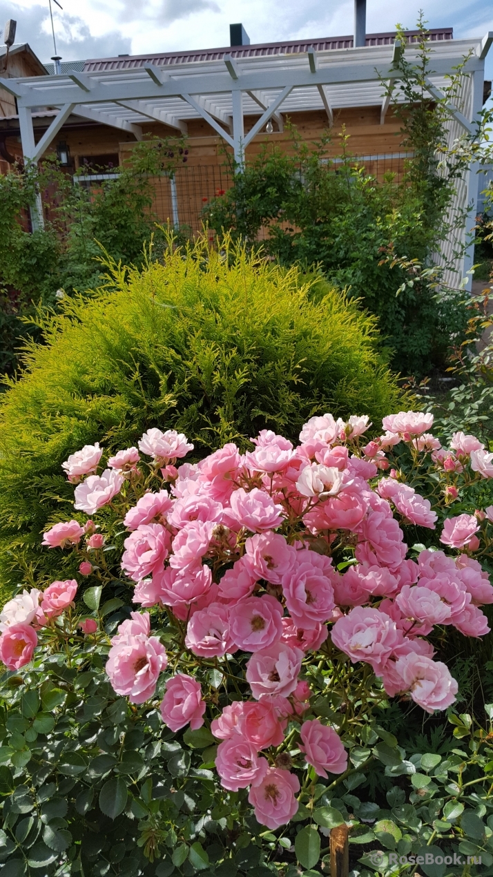 Sommerwind