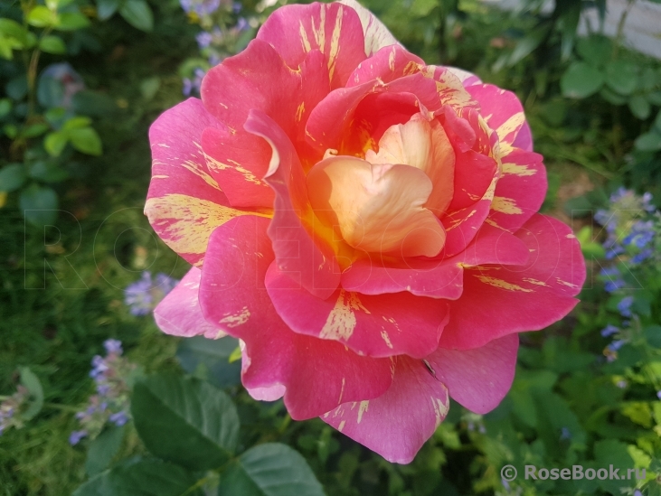 Rose des Cisterciens 