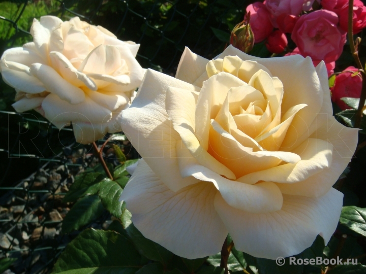 Diamond Jubilee