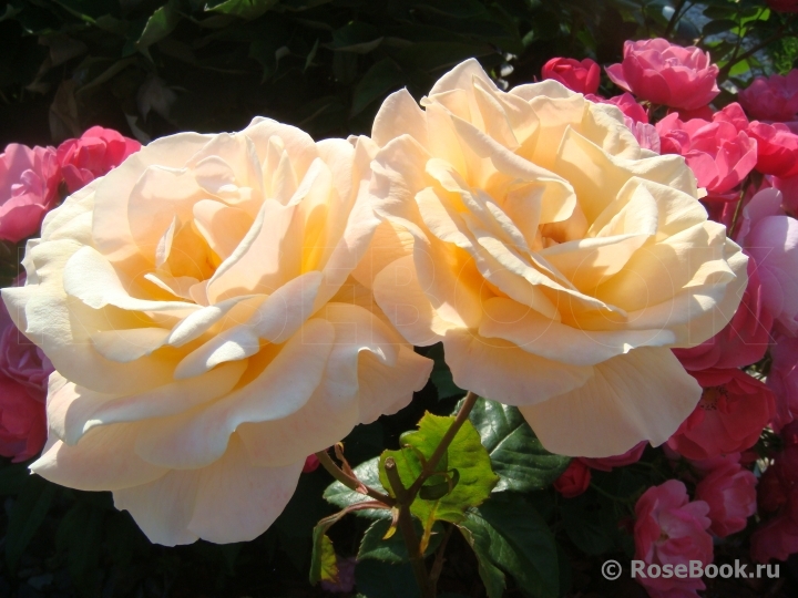 Diamond Jubilee
