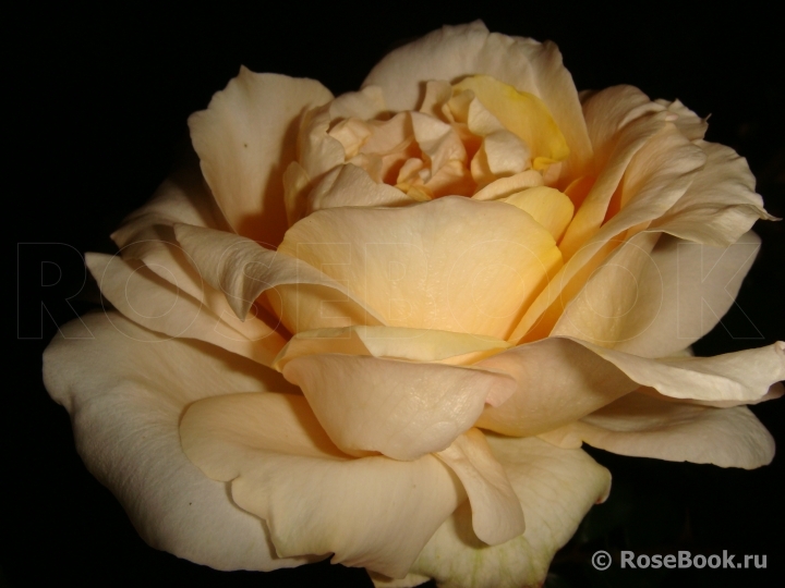 Diamond Jubilee