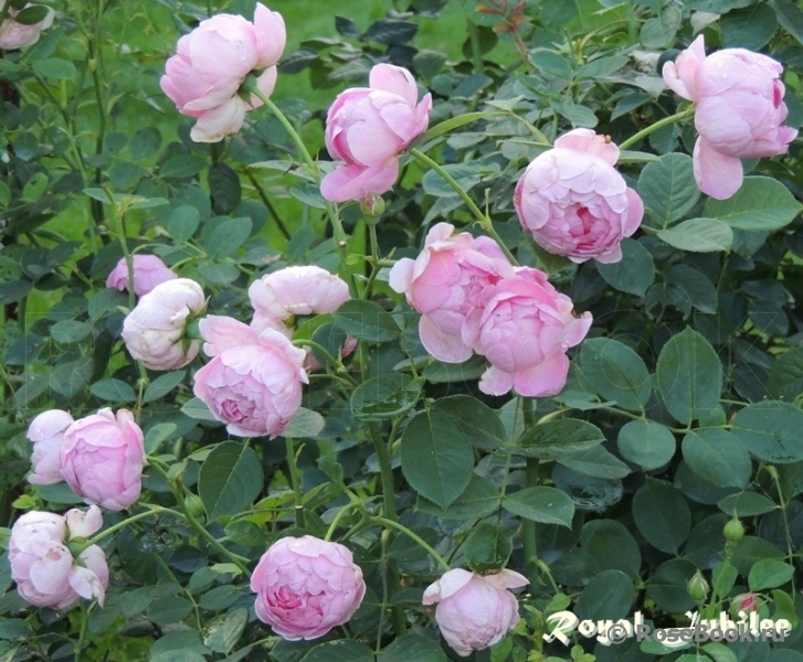 Royal Jubilee