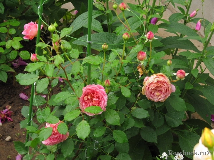 Jubilee Celebration®