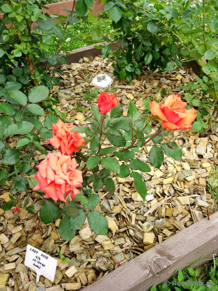 Lady Rose 