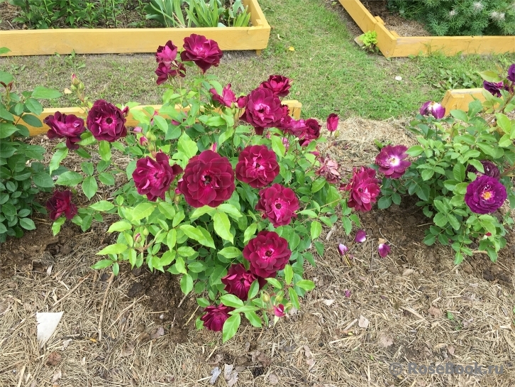 Burgundy Ice