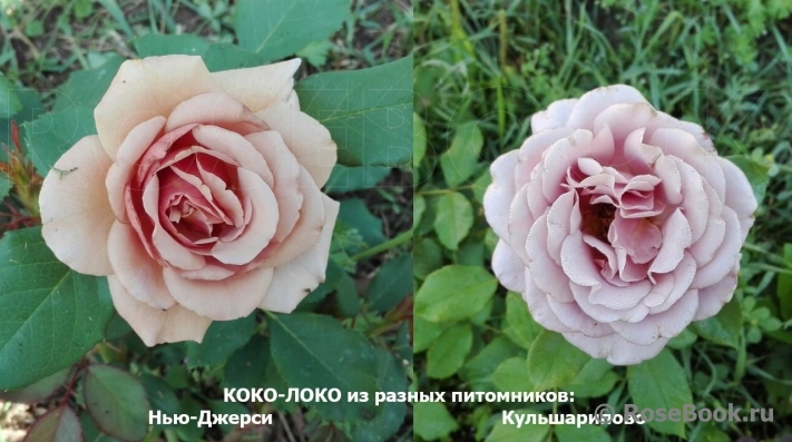 Koko Loko