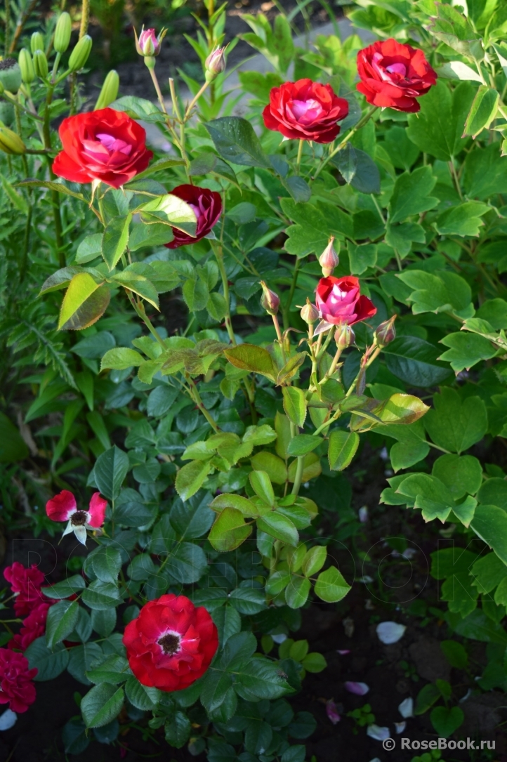 Rose der Einheit ®