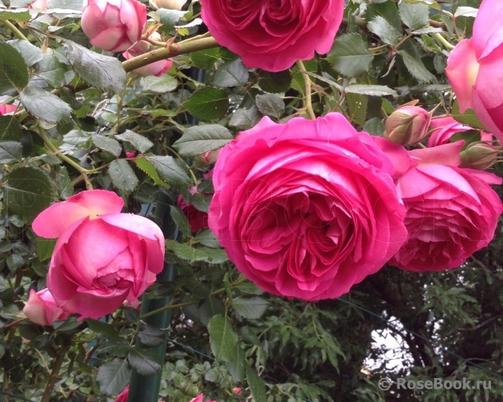 Роза Цикламен Пьер де Ронсар (Cyclamen Pierre de Ronsard) купить с доставкой в и