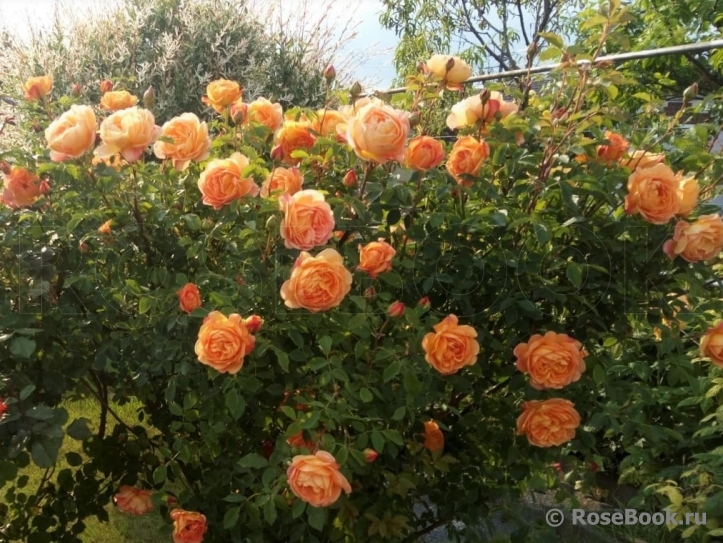Lady of Shalott 