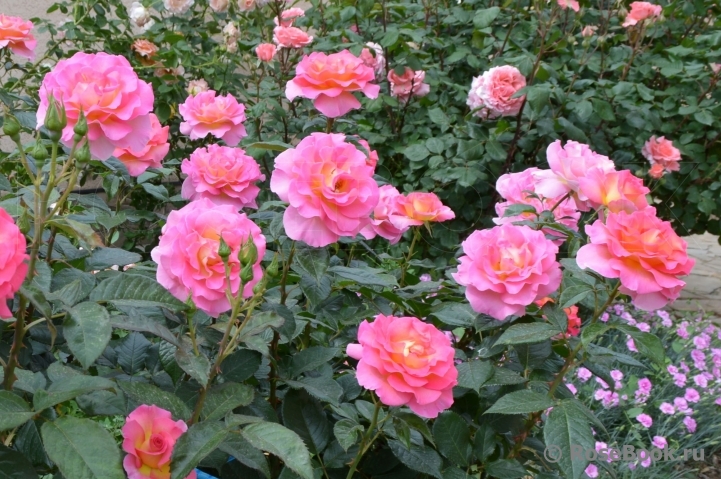 Pink Paradise
