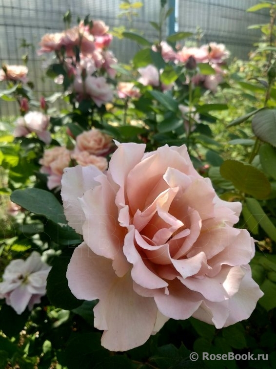 Julia's Rose