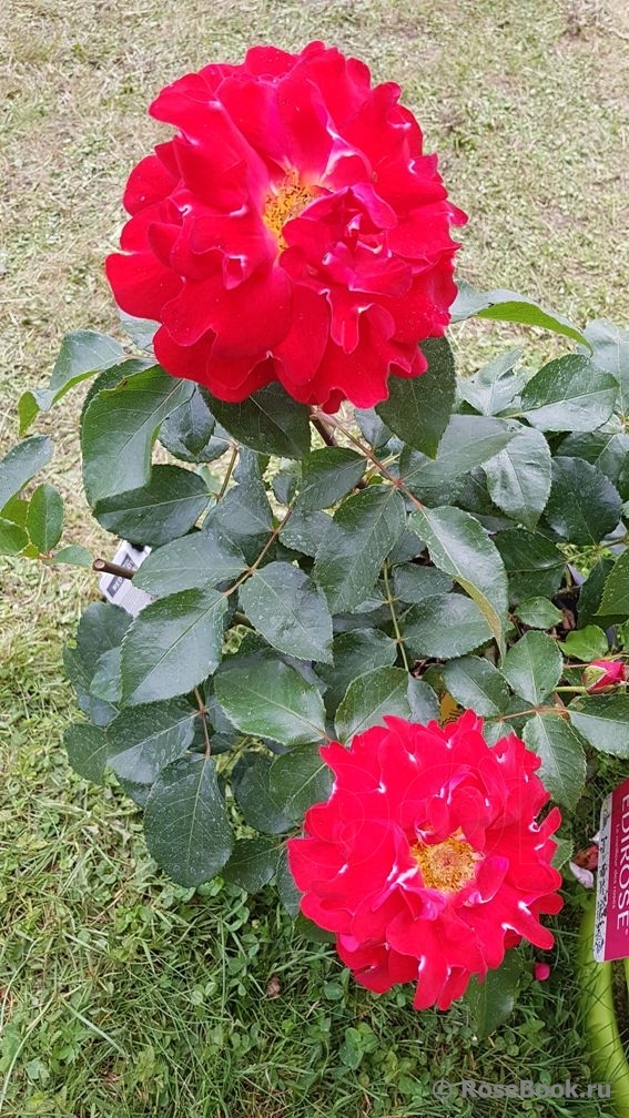 Red Lady Ruffles ®