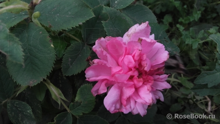 Rosa majalis Plena