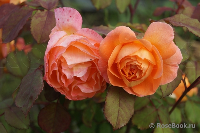 Lady of Shalott 