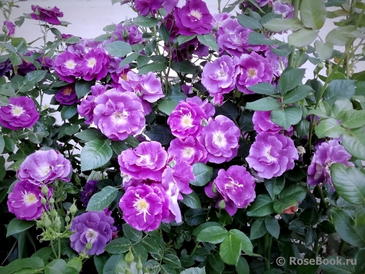 Rhapsody in Blue 