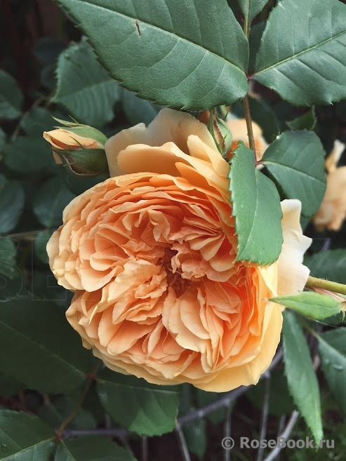 Crown Princess Margareta®
