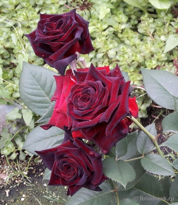 Black Baccara